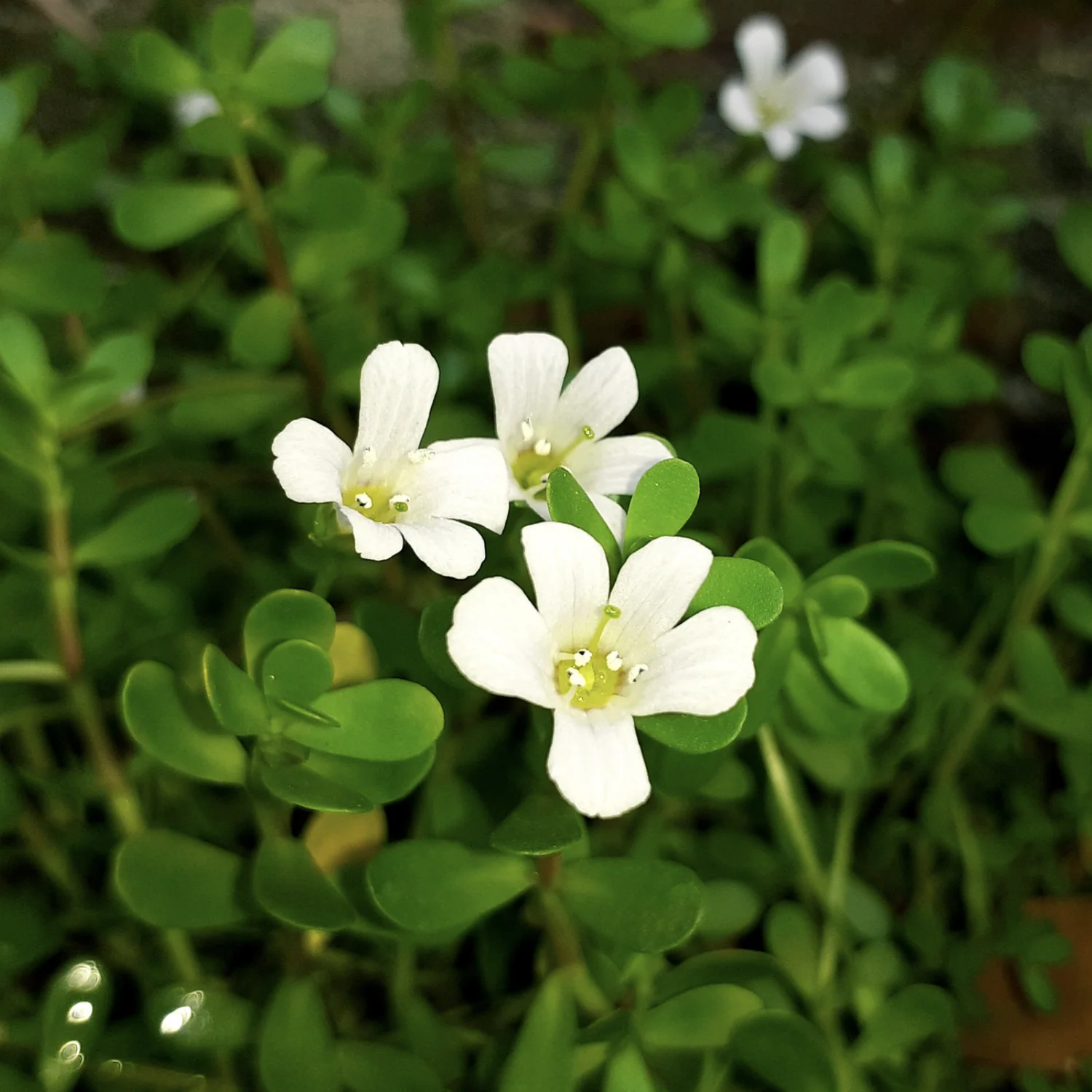 Brahmi Vati Benefits According to Ayurveda