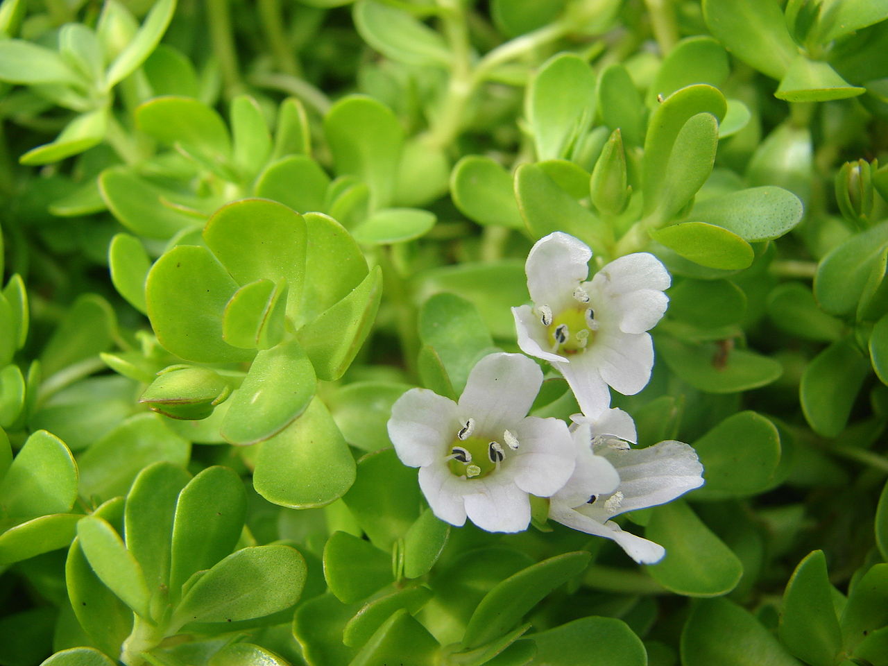 History of Brahmi: From Ancient Texts to Modern Herbal Science