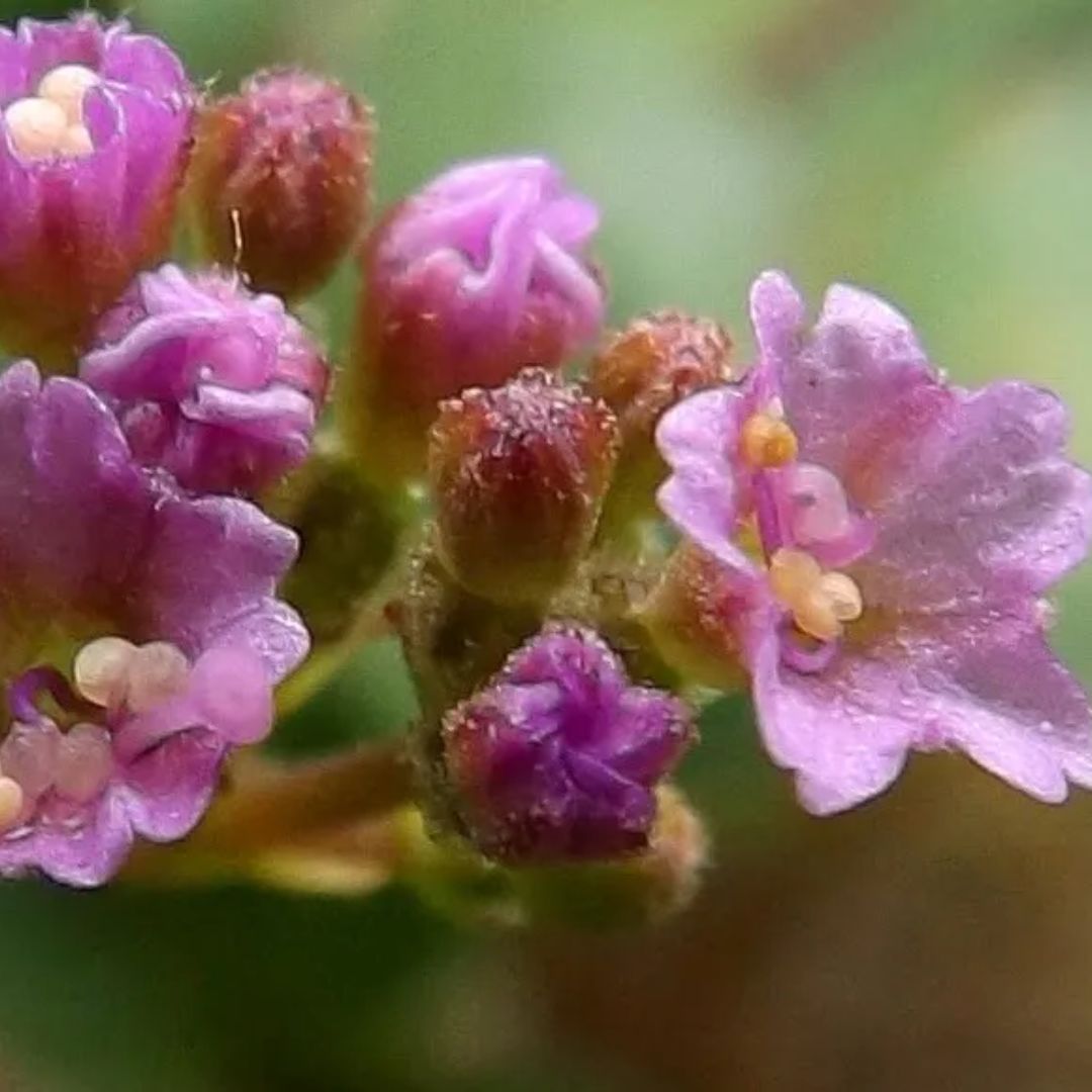 Top 10 Health Benefits of Punarnava for Body Detox