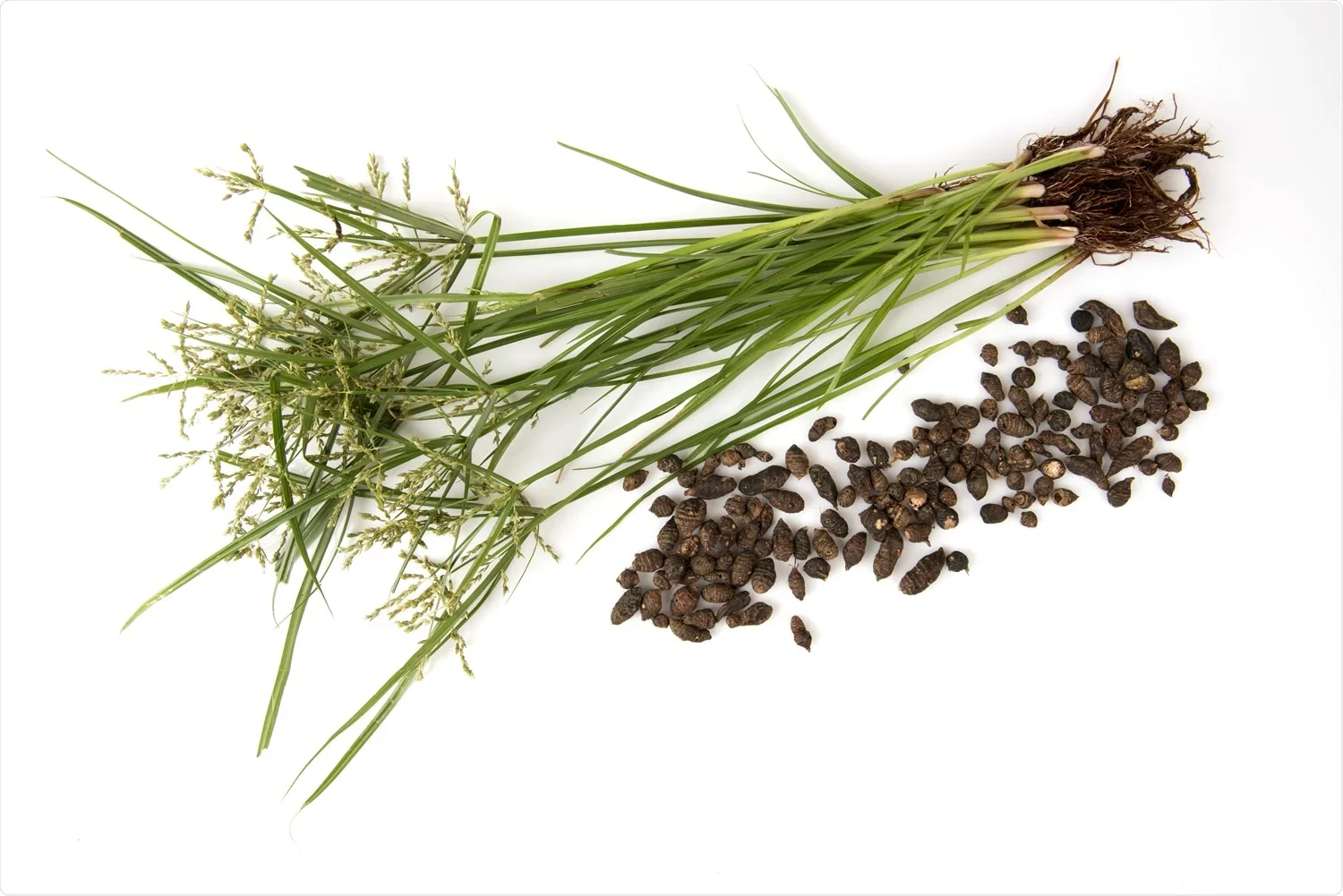 Dried Musta root (Cyperus rotundus) used in traditional Ayurvedic herbal medicine