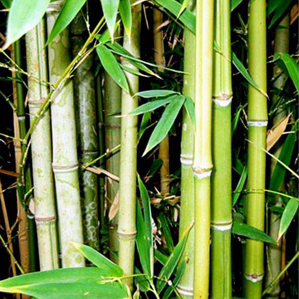 Bambusa arundinacea