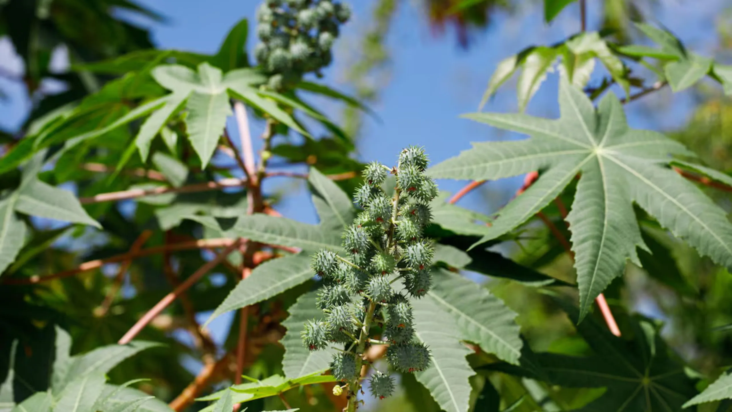 Eranda (Ricinus communis): Complete Ayurvedic & Scientific Guide to Benefits, Uses, Side Effects & Safety