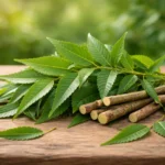 Neem Leaves