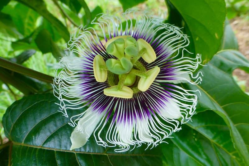 Passiflora Edulis (Passion Fruit): Benefits, Nutrition, Uses & Side Effects 1 Passiflora Edulis