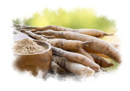 Shatavari Benefits for Women
