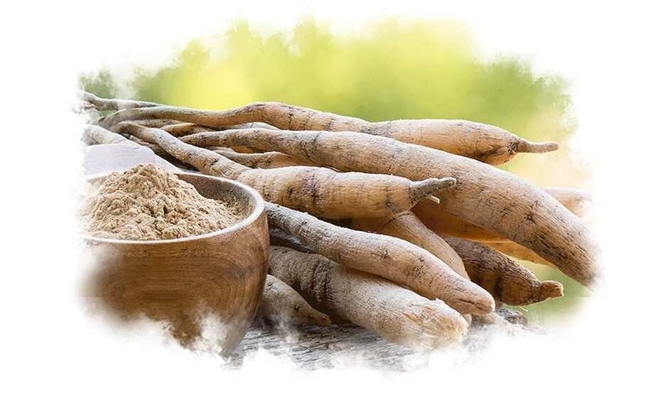 Shatavari Benefits for Women