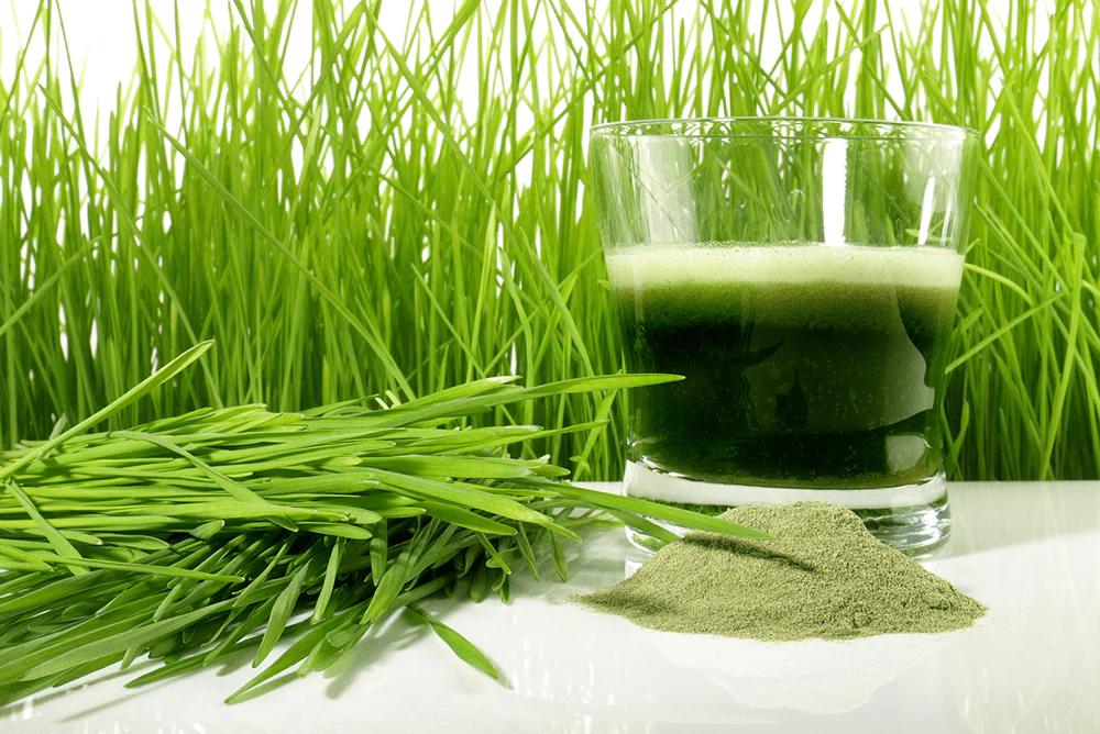 Wheatgrass Powder: Benefits, Uses, Nutrition, Side Effects & How to Use It 1 Wheatgrass Powder image