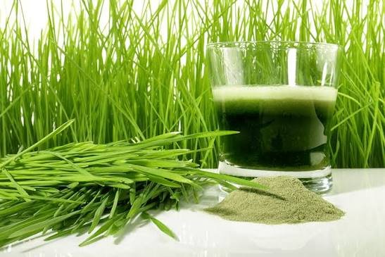 Wheatgrass Powder