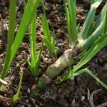 Vacha (Acorus calamus) herb and