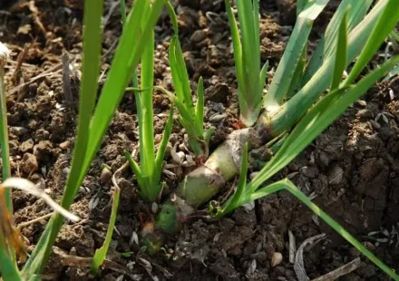 Vacha (Acorus calamus) herb and