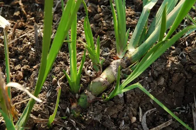Vacha (Acorus calamus) herb and