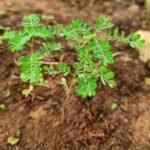 Bhumyamalaki herb (Bhumi Amla) plant used in Ayurveda