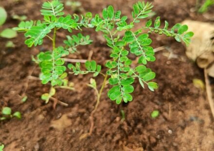 Bhumyamalaki herb (Bhumi Amla) plant used in Ayurveda
