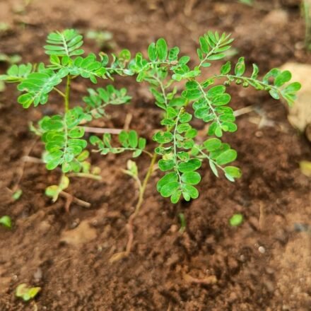 Bhumyamalaki herb (Bhumi Amla) plant used in Ayurveda