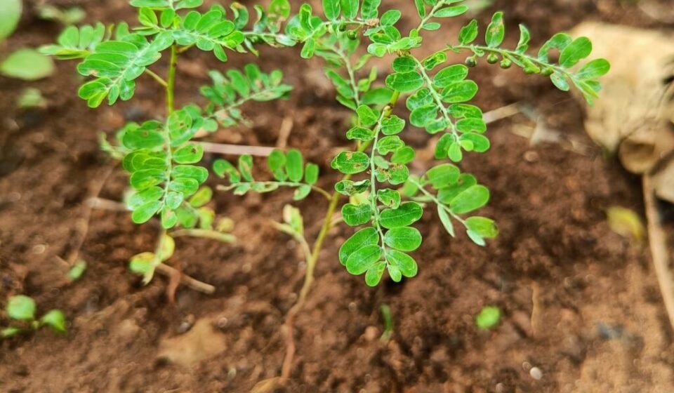 Bhumyamalaki herb (Bhumi Amla) plant used in Ayurveda