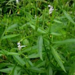 Kalmegh herb (Andrographis paniculata)