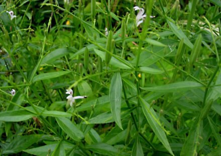Kalmegh herb (Andrographis paniculata)