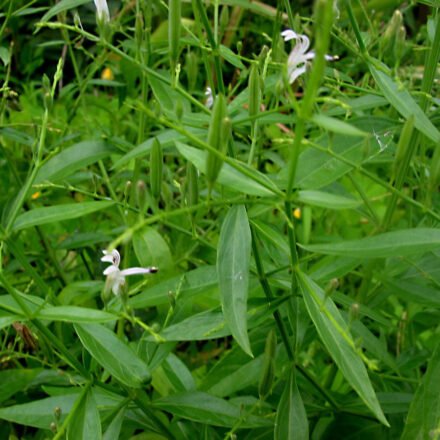 Kalmegh herb (Andrographis paniculata)
