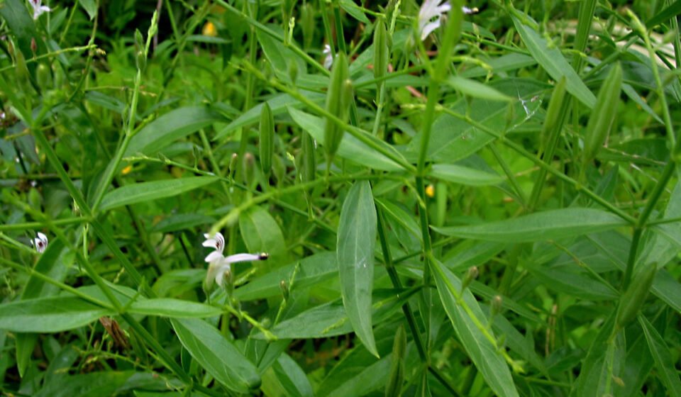 Kalmegh herb (Andrographis paniculata)